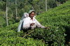 Sri Lanka - Haputale - Cueilleuse de thé