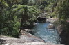 Sri Lanka - Horton Plains - Fougre arborescente  Baker's Falls