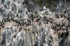 Spitzberg - Falaises de Diabbasodden - Colonie de guillemots de Brunnich