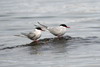 Tempelfjord (Spitzberg) - Couple de sternes arctiques