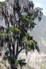 Couleurs du Vnzula - Les Andes Vnzueliennes - Arbre  barbe dans les Andes