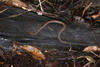 Couleurs du Vénézuéla - Delta de l'Orénoque - Un serpent fer de lance dans la jungle