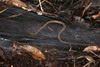 Couleurs du Vnzula - Delta de l'Ornoque - Un serpent fer de lance dans la jungle