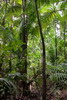 Couleurs du Vénézuéla - Delta de l'Orénoque - Palmiers dans la jungle