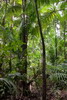 Couleurs du Vnzula - Delta de l'Ornoque - Palmiers dans la jungle