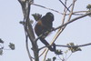 Mantled Howler Monkey (Alouatta palliata) - Costa-Rica