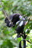 Hurleur du Guatemala (Alouatta pigra) - Mexique