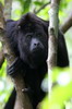Hurleur du Guatemala (Alouatta pigra) - Mexique