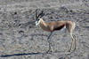 Springbok (Antidorcas marsupialis) - Namibia