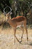 Impala (Aepyceros melampus) - Namibie