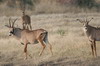 Roan Antelope (Hippotragus equinus) - Namibia