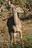 Grand koudou (Tragelaphus strepsiceros) - Botswana