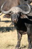 Buffle d'Afrique (Syncerus caffer) - Botswana