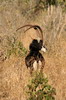 Sable Antelope (Hippotragus niger) - Botswana