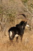 Sable Antelope (Hippotragus niger) - Botswana