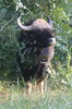Gaur (Bos frontalis) - Inde