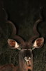 Grand koudou (Tragelaphus strepsiceros) - Afrique du Sud