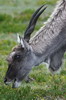 Eland du Cap (Taurotragus oryx) - Afrique du Sud