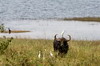 Water Buffalo (Bubalus bubalis) - Sri Lanka