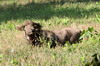 Water Buffalo (Bubalus bubalis) - Sri Lanka