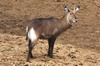 Waterbuck (Kobus ellipsiprymnus) - Kenya