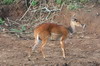 Bushbuck (Tragelaphus scriptus) - Kenya