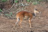 Guib harnach (Tragelaphus scriptus) - Kenya