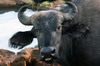 African Buffalo (Syncerus caffer) - Kenya