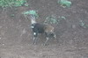 Guib harnach (Tragelaphus scriptus) - Kenya