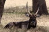 Waterbuck (Kobus ellipsiprymnus) - Kenya