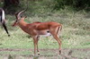 Impala (Aepyceros melampus) - Kenya