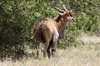Eland du Cap (Taurotragus oryx) - Kenya