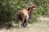 Common Eland (Taurotragus oryx) - Kenya