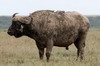 African Buffalo (Syncerus caffer) - Kenya