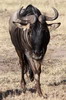 Blue Wildebeest (Connochaetes taurinus) - Kenya