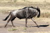 Blue Wildebeest (Connochaetes taurinus) - Kenya