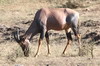 Damalisque (Damaliscus lunatus) - Kenya