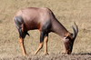 Topi, Tsessebe (Damaliscus lunatus) - Kenya