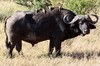 African Buffalo (Syncerus caffer) - Kenya
