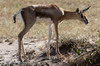 Gazelle de Thomson (Eudorcas thomsonii) - Kenya