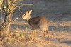 Kirk's Dik-dik (Madoqua kirkii) - Kenya