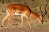 Impala (Aepyceros melampus) - Kenya