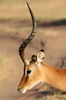 Impala (Aepyceros melampus) - Kenya