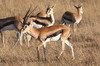 Gazelle de Thomson (Eudorcas thomsonii) - Kenya