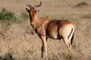 Hartebeest (Alcelaphus buselaphus) - Kenya