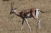 Gazelle de Grant (Nanger granti) - Kenya