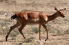 Impala (Aepyceros melampus) - Kenya