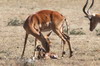 Impala (Aepyceros melampus) - Kenya