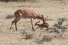 Impala (Aepyceros melampus) - Kenya