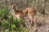 Bohor Reedbuck (Redunca redunca) - Kenya